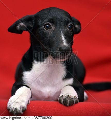 Black And White Eared Puppy Half-breed On A Red Background