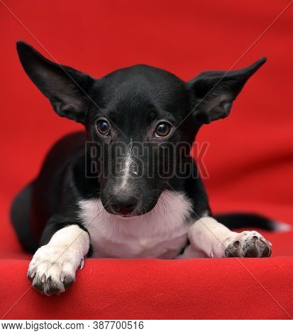 Black And White Eared Puppy Half-breed On A Red Background
