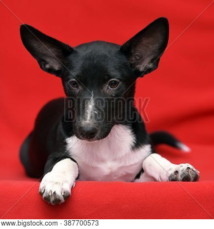 Black And White Dachshund Terrier Mixed Breed Little Dog On Red Background