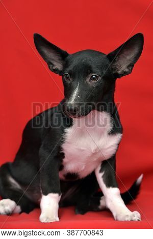 Black And White Eared Puppy Half-breed On A Red Background