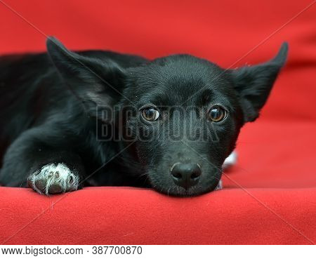 Black And White Eared Puppy Half-breed On A Red Background