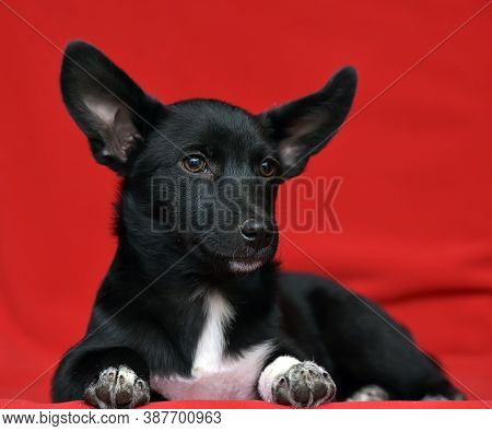 Black And White Eared Puppy Half-breed On A Red Background