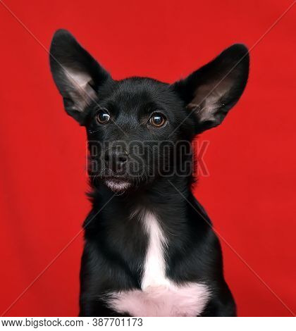 Black And White Dachshund Terrier Mixed Breed Little Dog On Red Background