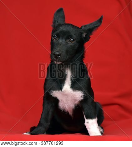 Black And White Eared Puppy Half-breed On A Red Background