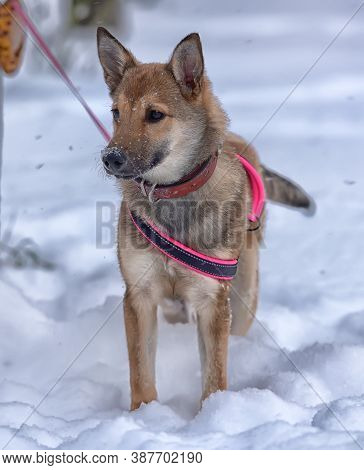 Red Puppy Among Snow In The Winter.