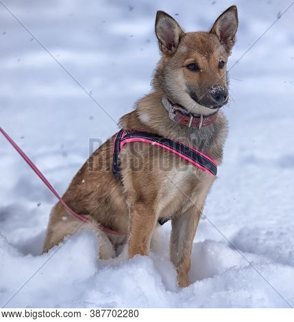 Red Puppy Among Snow
