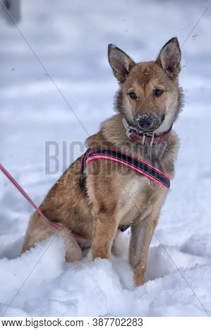Red Puppy Among Snow