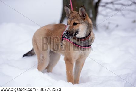 Red Puppy Among Snow