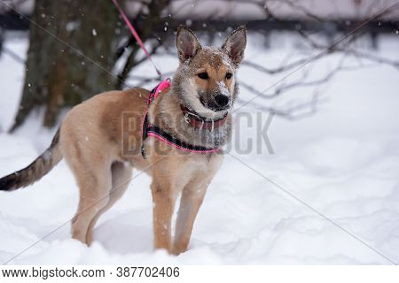 Red Puppy Among Snow