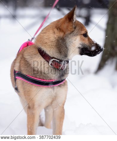 Red Puppy Among Snow