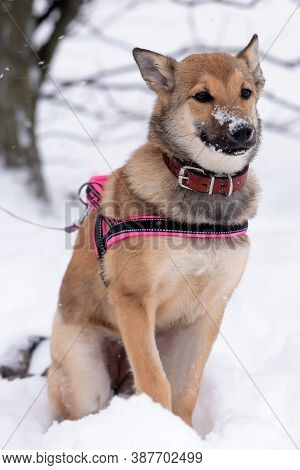Red Puppy Among Snow