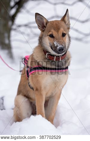 Red Puppy Among Snow