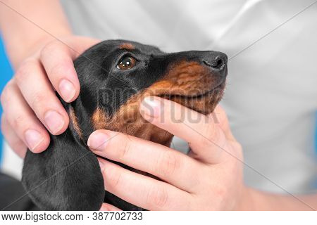 Doctor Or Owner Checks Muzzle, Eyes And Skin Of Baby Dog For Injuries, Diseases, Or Parasites, Close