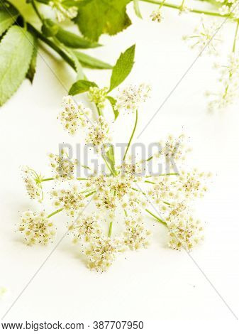 Oenanthe Crocata Flowers