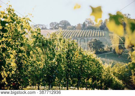 Vineyards And Landscape In Italy. Castelvetro Di Modena