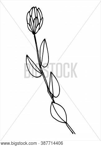 Abstract Plant Line Art. Hand Drawn Vector Illustration For Decoration Purposes. Isolated On White