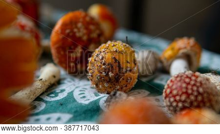 Collection And Drying Of Amanita Muscaria Fruit Bodies In Forests. Psychedelic Experience Using Mush