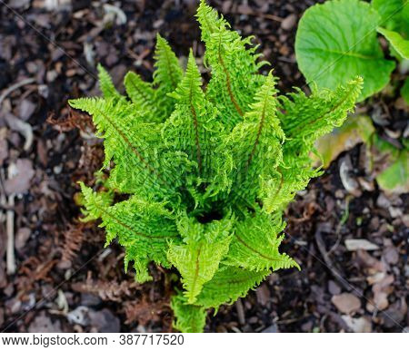 Scaly Male Fern - Dryopteris Affinis 
