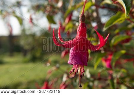 Image Of Beautiful Fuchsia Magellanica Flower Hummingbird Fuchsia Or Hardy Fuchsia Hanging Fuchsia F