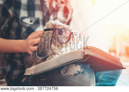 A Person Shows A Book To A Lop-eared Rabbit With Glasses, Who Is Sitting On His Lap. The Concept Of 