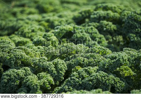 Kale Is A Healthy Winter Vegetable Which Grows Outside On Farm Land. Cale Grows In The Garden