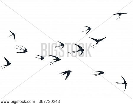 Flying Swallow Birds Silhouettes Vector Illustration. Nomadic Martlets Bevy Isolated On White. Rapid