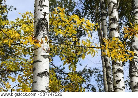 Black And White Birch Trunks And Yellow Leaves