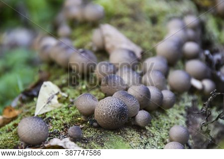 Round Strange Mushrooms Grow On Moss