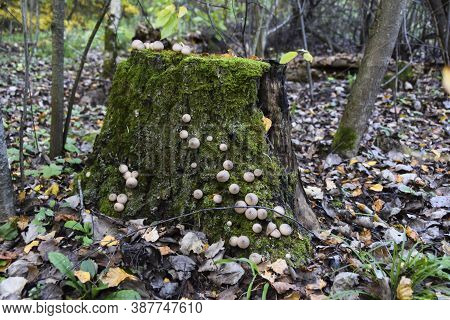 Round Strange Mushrooms Grow On Moss