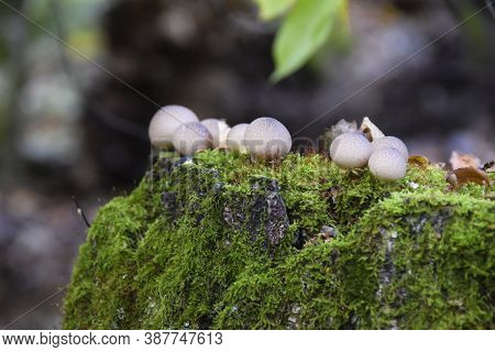 Round Strange Mushrooms Grow On Moss