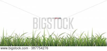 Green Grass Border Isolated On White Background With Area For Copy Space. Vector Illustration.