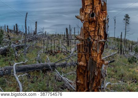 Dry Dead Brocken Red Textured Trunk Among Felled Trees And Stumps After Fire In Green Yellow Grass O