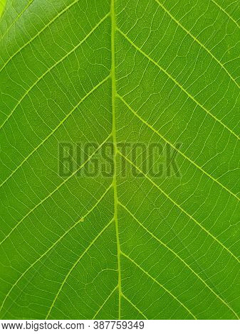 Macro Photography - Closeup Of Fresh Green Leaf, Close Up Shot Of Walnut Leaf, Close Up Of Light Gre