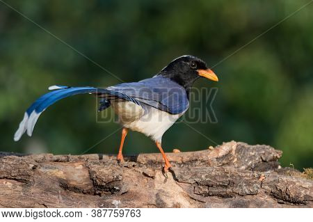 An Attractive Red-billed Blue Magpie (urocissa Erythroryncha), Perched On A Tree Log In The Forests 