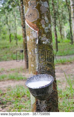 Vietnam Rubber Tree,tapping Latex Rubber,latex Extracted From Rubber Tree Source Of Natural In Vietn