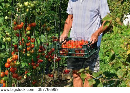 Farmer Collects Red Tomatoe Crops In The Field Garden