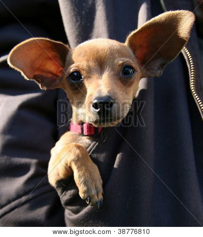 재킷의 포켓에 귀여운 강아지