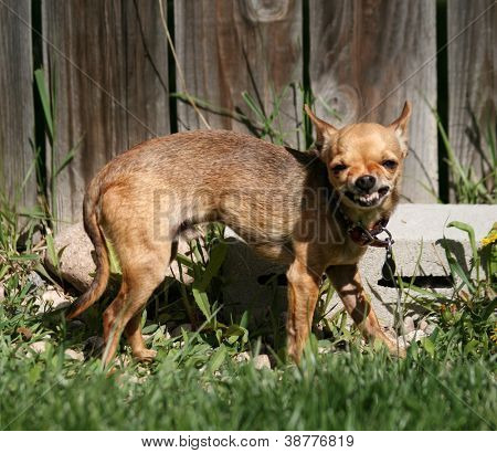 en nuttet chihuahua vrængende