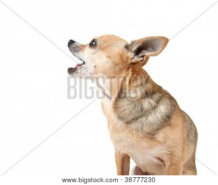 en sød hund på en isoleret hvid baggrund