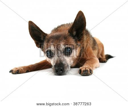 en sød hund på en isoleret hvid baggrund