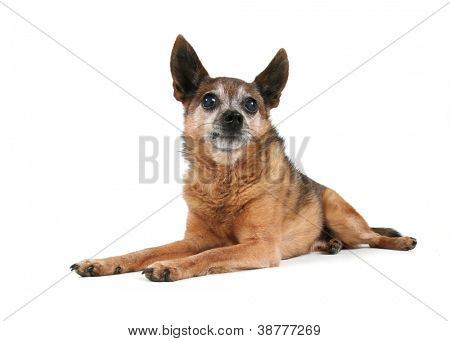 en sød hund på en isoleret hvid baggrund