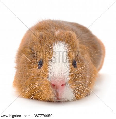Guinea Pig Isolated On White Background. Funny, Guineapig.