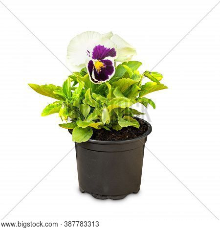 Viola Wittrockiana In Flowerpot On White Background