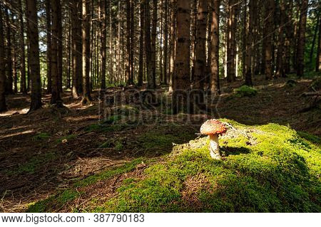 Fly Agaric In Forest, Close Up Of Poisonous Mushroom On Moss