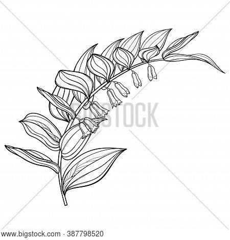 Vector Stem Of Outline Polygonatum Or Solomon's Seal Flower Bunch With Ornate Leaves In Black Isolat