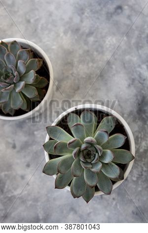 Echeveria Hercules Succulent Live Decorative Househol Plant In Pot