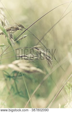 Nature Background With Wildgrass Under Sunlight. Selective Focus. Plant Background.