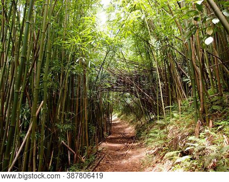 Light Shines Into Trail Path In Bamboo Forest On Tantalus Mountain On Oahu, Hawaii.