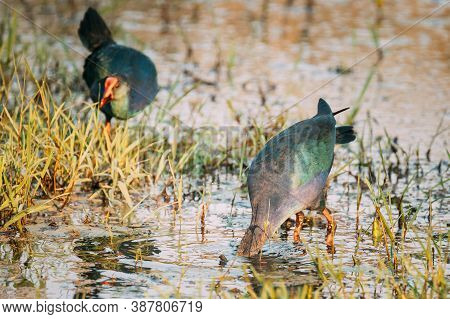 Goa, India. Two Grey-headed Swamphen Birds In Morning Looking For Food In Swamp. Porphyrio Polioceph