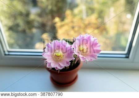 Echinopsis Flowering. The Echinopsis Cactus Blooms With Two Flowers At The Same Time. Home Decoratio